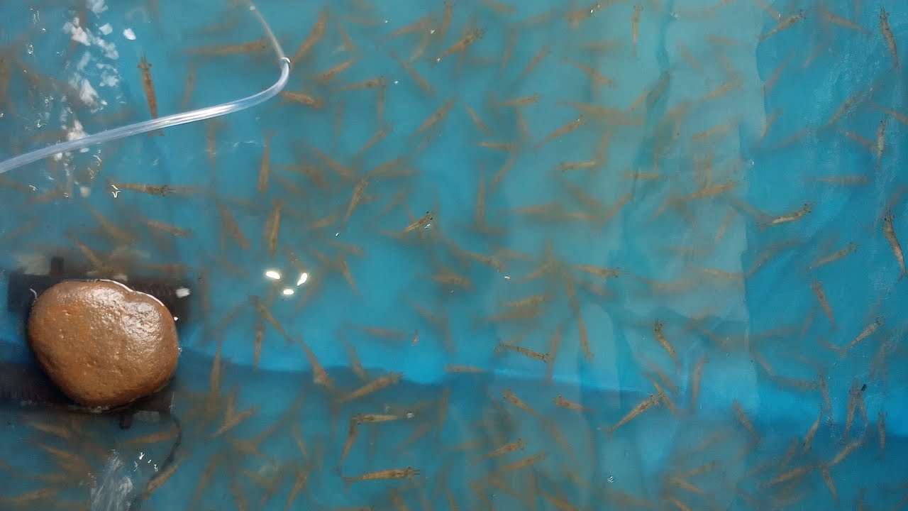 budidaya udang buat mancing itu gampang | gini caranya