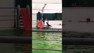 Kaydıraktan Kayan Fok Balığı