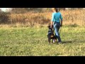 Rottweiler rz vd trning