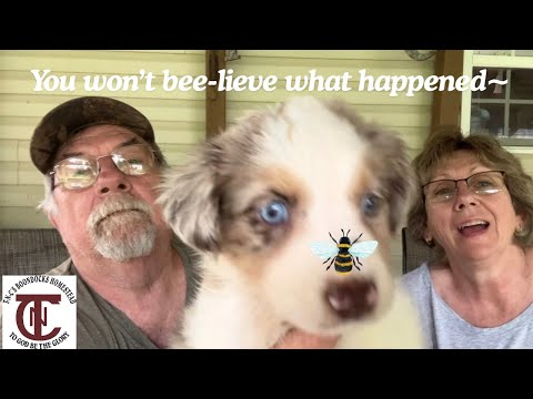 The Bees Are On The Move!!