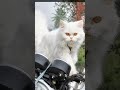 Mom cat Dad cat ... a wonderful kitty 🐈😍 #anirudh #automobile #trailer #kitten