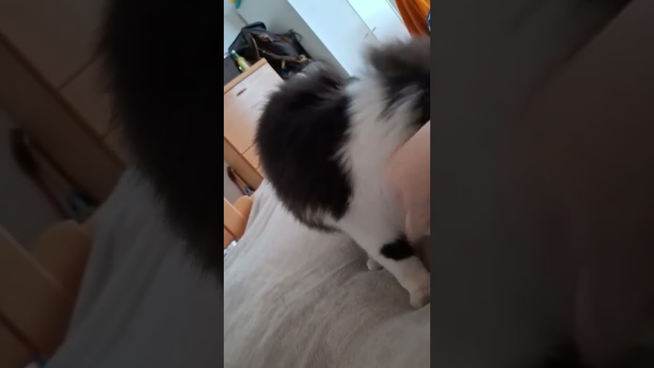 Нолди в гостях, ч. 1 🐶😅❄🐕🥰Gettnau Luzern🇨🇭