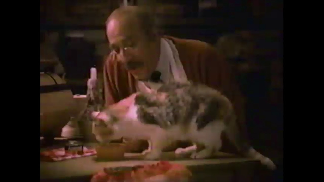 Amore Cat Food Commercial YouTube