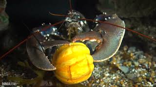 Download Lagu Halloween Lobster vs Pumpkin MP3