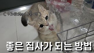 고양이 키우세요? 좋은 집사가 되는 방법 가르쳐 드립니다