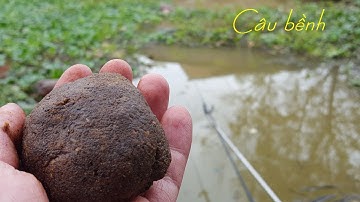 Câu cá sông – Mồi câu gia truyền giật cá mỏi tay