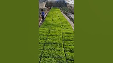 South korean rice seedlings (planting rice preparation)