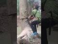 woodcutter skills Woodworking projects large tree feeling Technique #shorts #treecutting #chainsaw