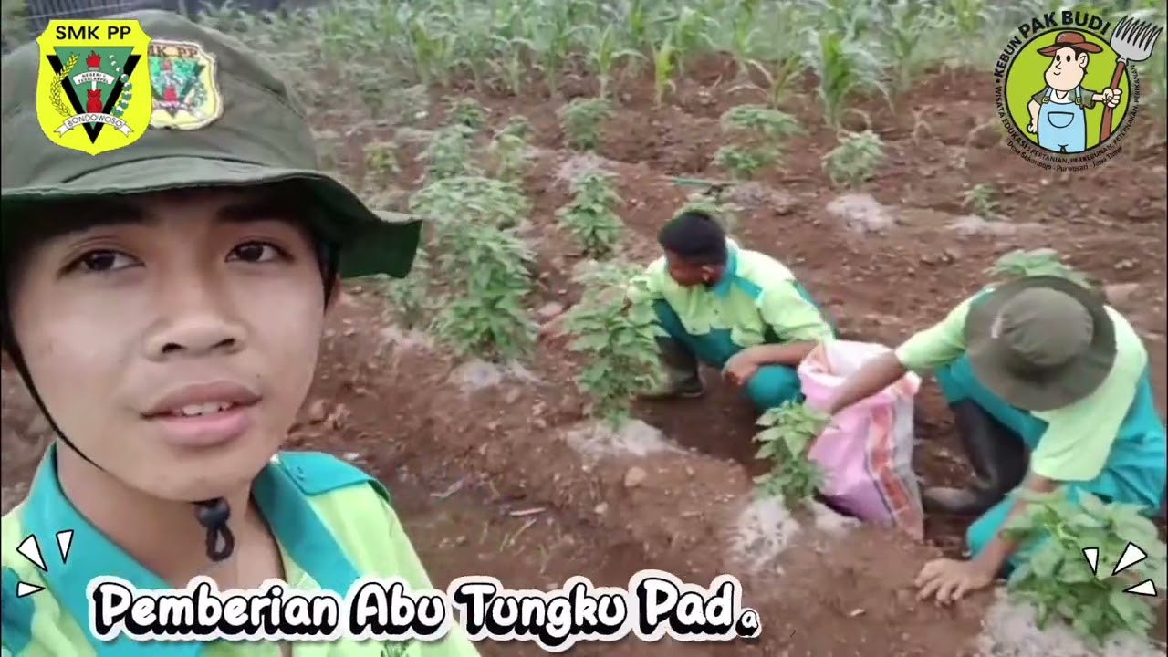 KEGIATAN PKL DI KEBUN PAK BUDI