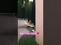 しつこい！突然スカートめくりにあったママ。 #夫婦 #不惑のママ #仲良し夫婦