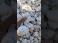 छोटी सादड़ी मंडी लहसन 🧄bhav #farming #garlic #neemuch_mandibhav #bhav #mandi_bhav_today #trending