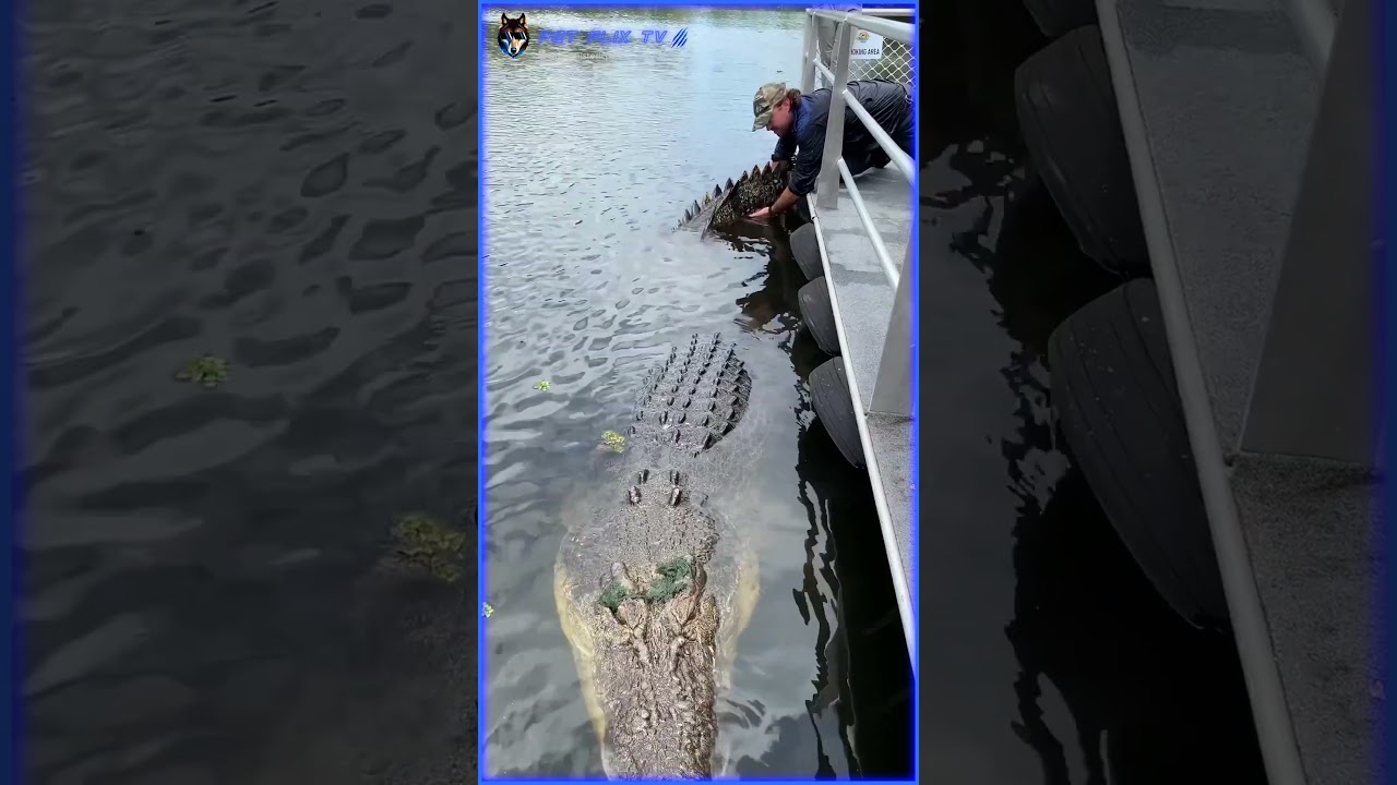 🐊Homem Encara Enorme Crocodilo na Austrália