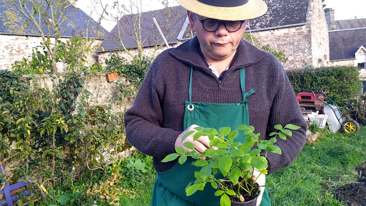 Astuce bouturage facile des rosiers: comment obtenir de beaux rosiers gratuitement?