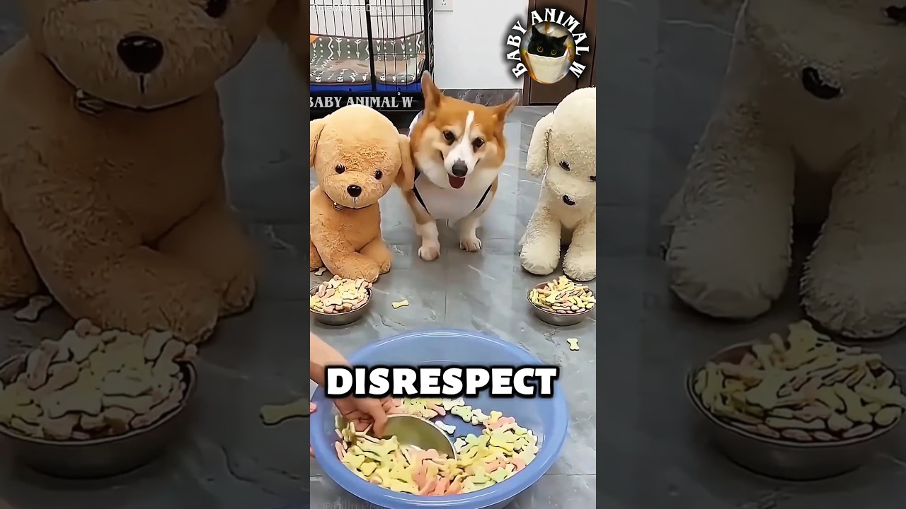 This Dog Refuses to Accept Food Disrespect 🐶