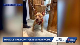 Miracle, dog rescued with embedded chain, finds forever home in Rankin County