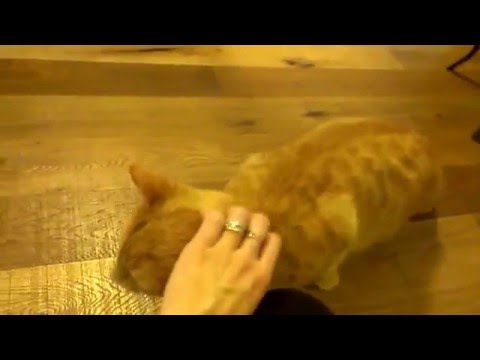 Video: Kočka Plemena, Která Hrají S Vodou