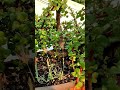 overgrown jade bonsai forest