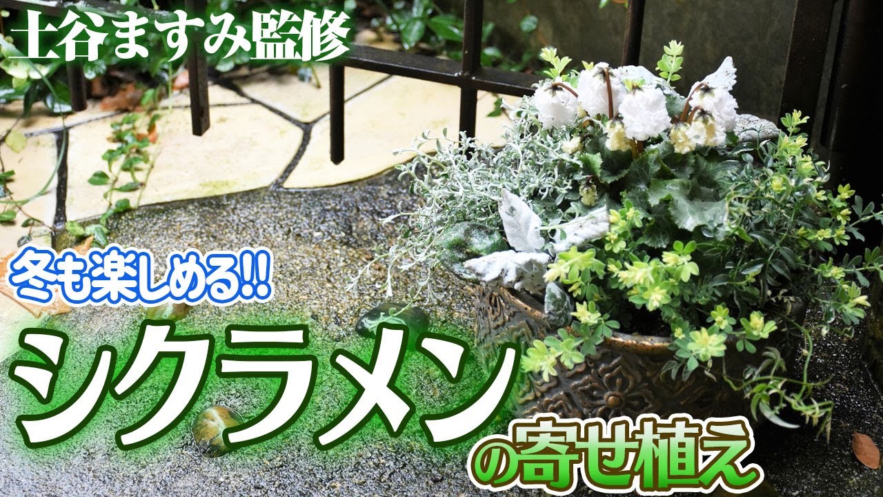 Cyclamen planting] 2021 version! - YouTube