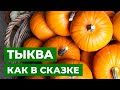 ТЫКВА-МАРАФОН 2022 | Посадка и выращивание тыквы