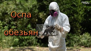 Оспа обезьян. Ждёт ли нас новая пандемия? / Smallpox of monkeys. Is a new pandemic waiting for us?