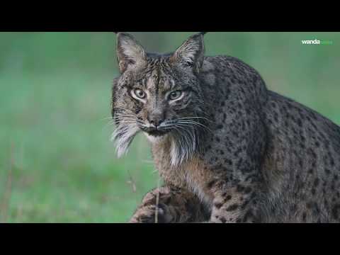 Trailer: Dehesa, el bosque del lince ibérico