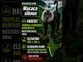 Lion-tailed Macaque | Rare Rainforest Monkey of India 😳 #upsc #environment #asiatic