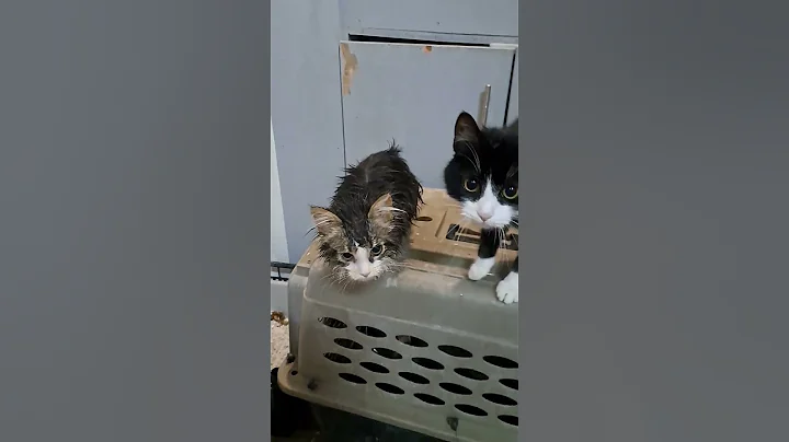 Video 9838051: meow kitten catlover kitty, kitten meow kitty cute, kitten cutekitten, kitten bath