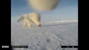 New study lets scientists see what polar bears see