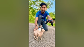 Remote Control Camel 🐪 Unboxing and Testing