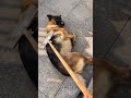 Even turning over#Original German Shepherd#Original pet daily sharing#The dog shows off be