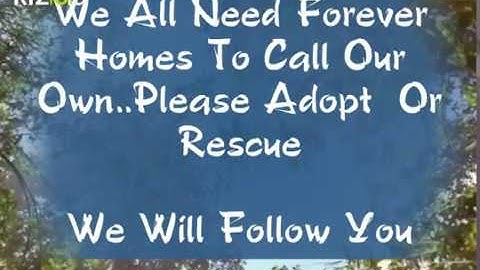 I Will Follow You ..Be My Angel  Today