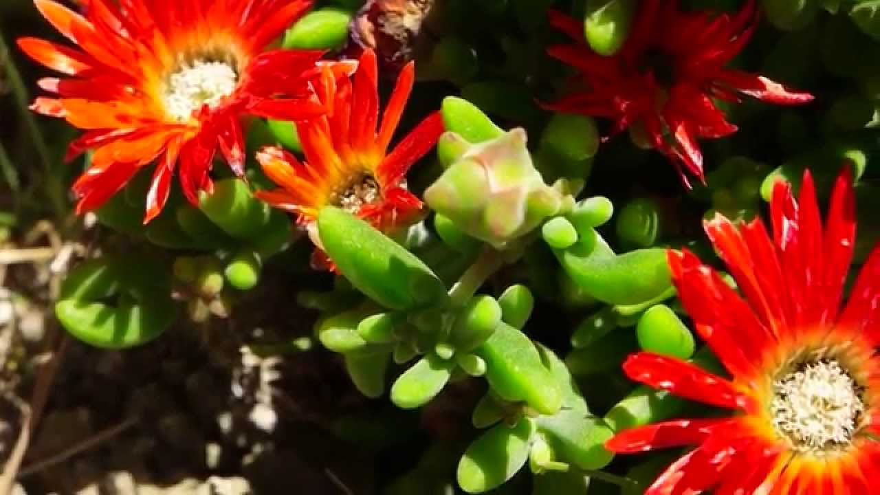 Samsung NX500 Camera - Video Test