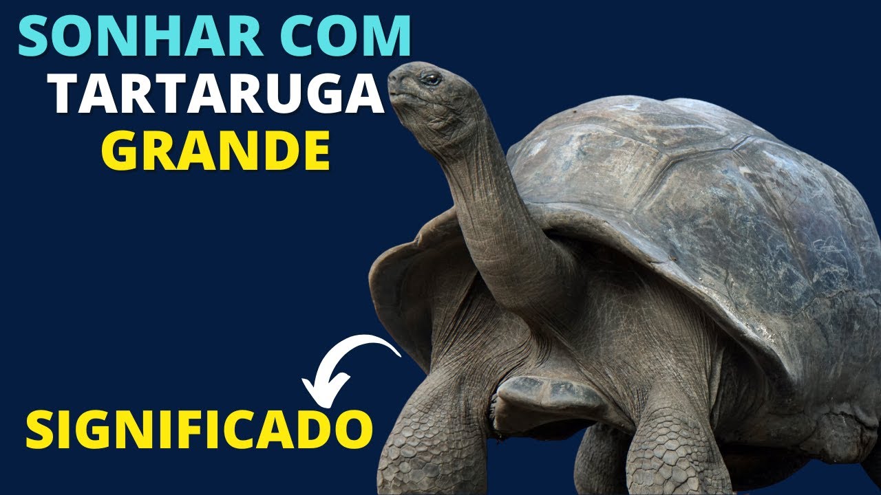 Sonhar com TARTARUGA GRANDE - Entenda o significado - YouTube
