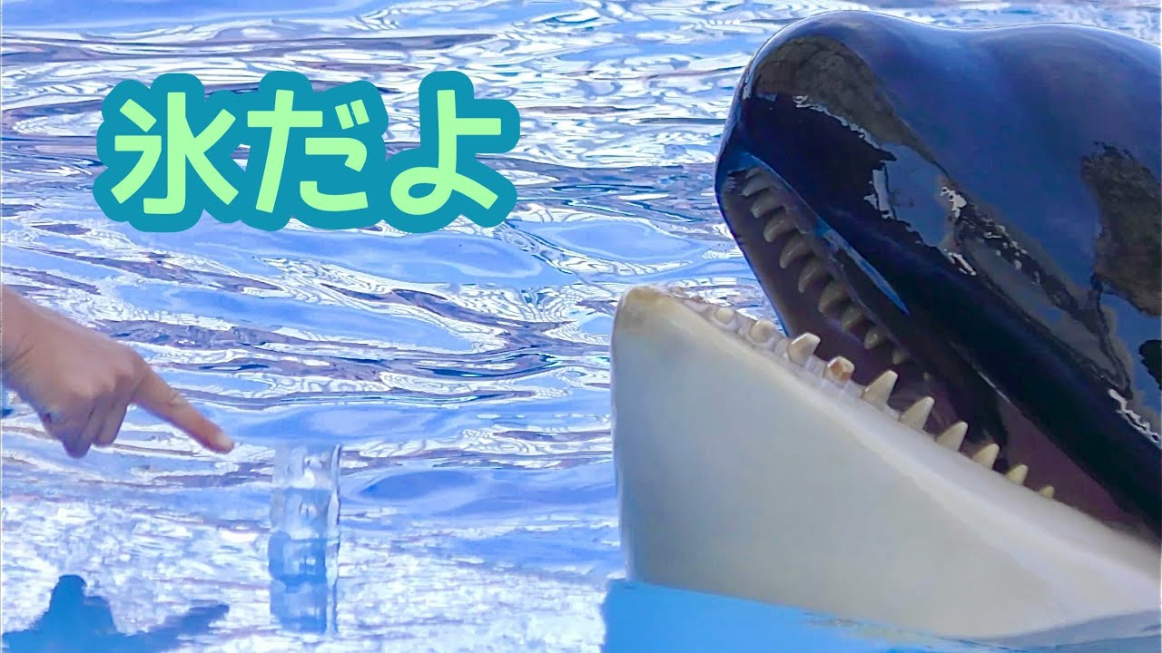 シャチ リンちゃん 氷のおやつです【名古屋港水族館】Killer whale