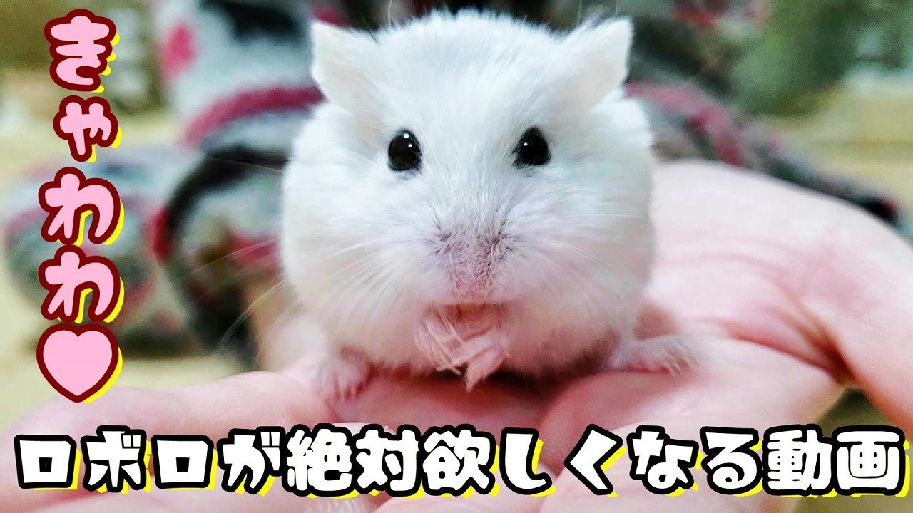 なつく手乗りロボロフスキーハムスターの育て方 飼い方 Youtube