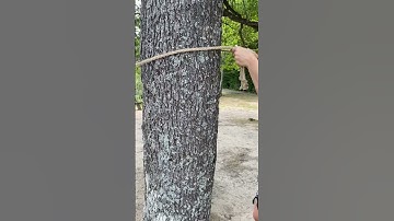 how to tie a #summer ☀️ #hammock to a #tree 🌳🌲