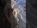 الماعز الجبلي سبحان الله