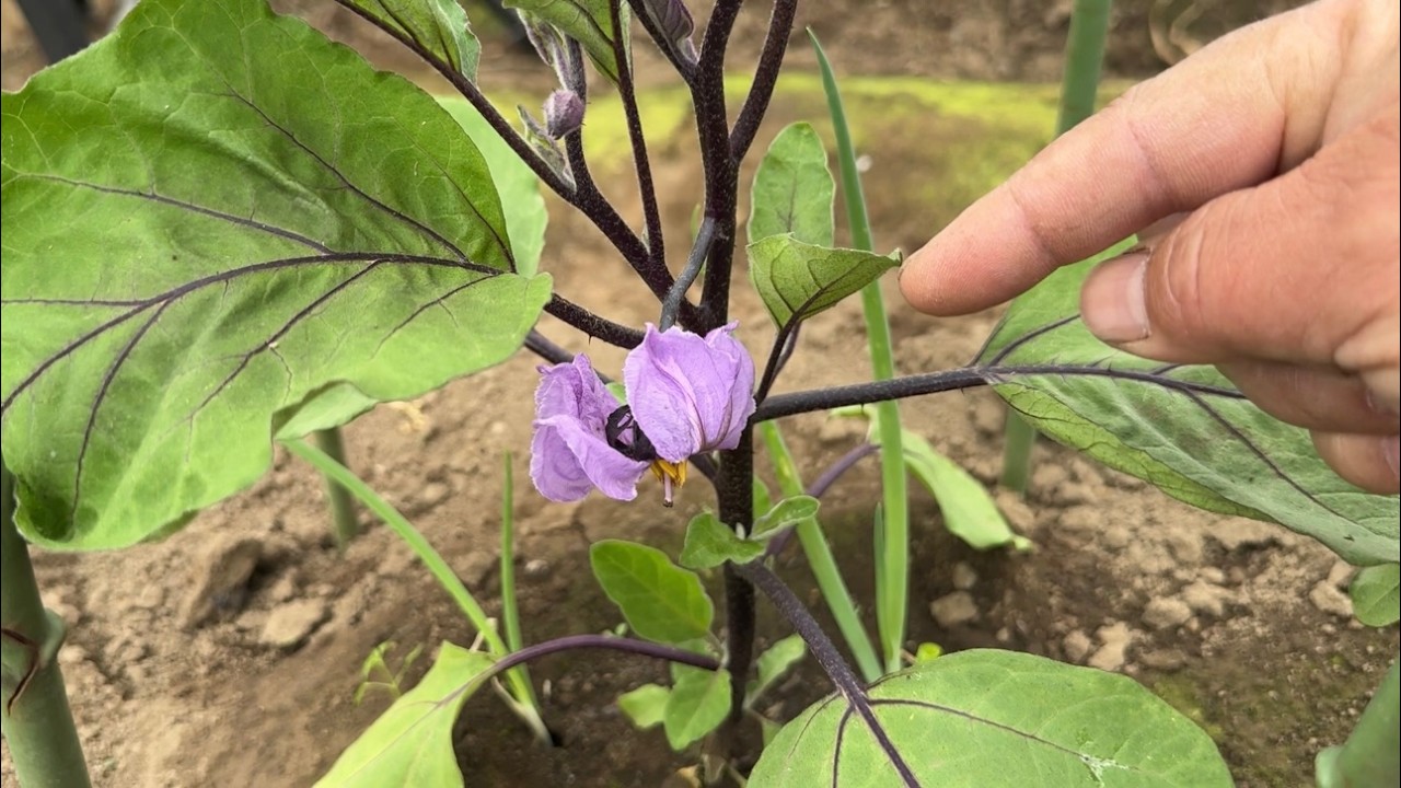 Be careful when eggplants planted in the field are short and ripen