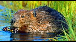Beaver Facts