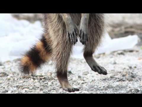 Everything About Animal Tracks