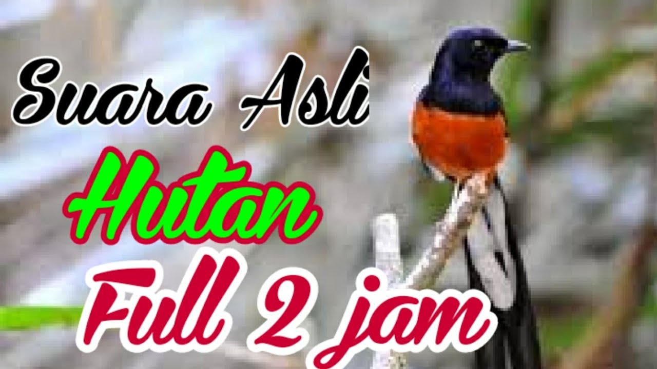 Suara asli murai batu full 2 jam