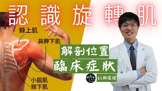 【旋轉肌系列】旋轉肌解剖構造｜受傷機轉 ｜臨床症狀 ｜ FT.王稚暉醫師