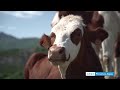 Destination gap dans les hautesalpes  la rencontre des agriculteurs de demain