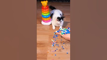 Cat Barsik 🌈❤️💙 Beads Reverse video #cat #funny #love #marblerunandmore
