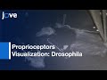 Visualization: Proprioceptors in Drosophila Larvae &amp; Pupae