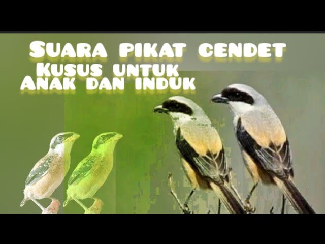 suara pikat burung pentet cendet di alam liar paling gacor suara anakan dan induk mix class=