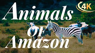 Wildlife World 4K 🦊Animals of Amazon Smooth Relax Music Relaxation Discovery