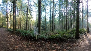 360 Observation Video for What is a Forest (part 9) A Management Decision