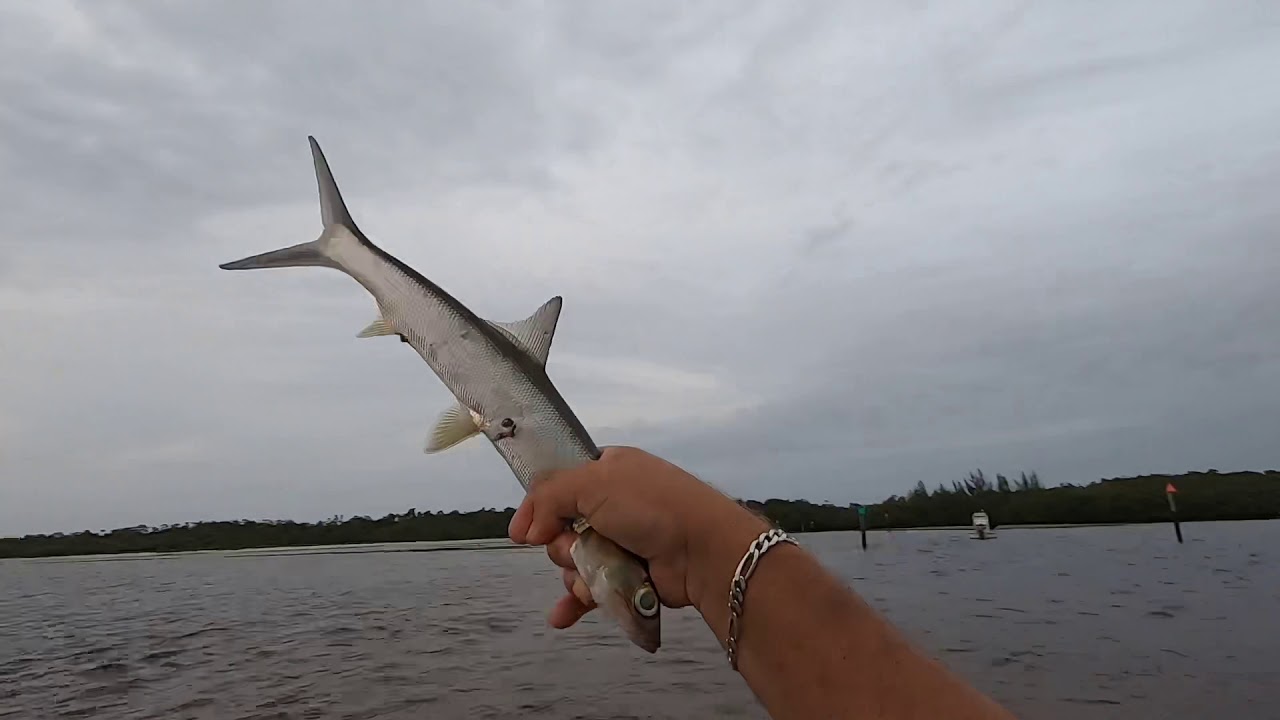 Lady fish bite in SW Florida YouTube