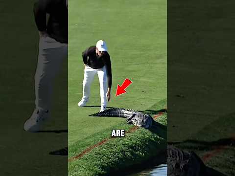 Florida Man Vs Gator!   #shorts